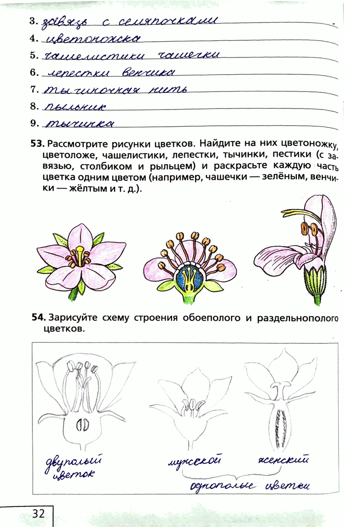 Изображение 53. Рассмотрите рисунки цветков. Найдите на них цветоножку, цветоложе, чашелистики, лепестки, тычинки, пестики (с за. вязью, столбиком и рыльцем) и раскрасьте каждую...