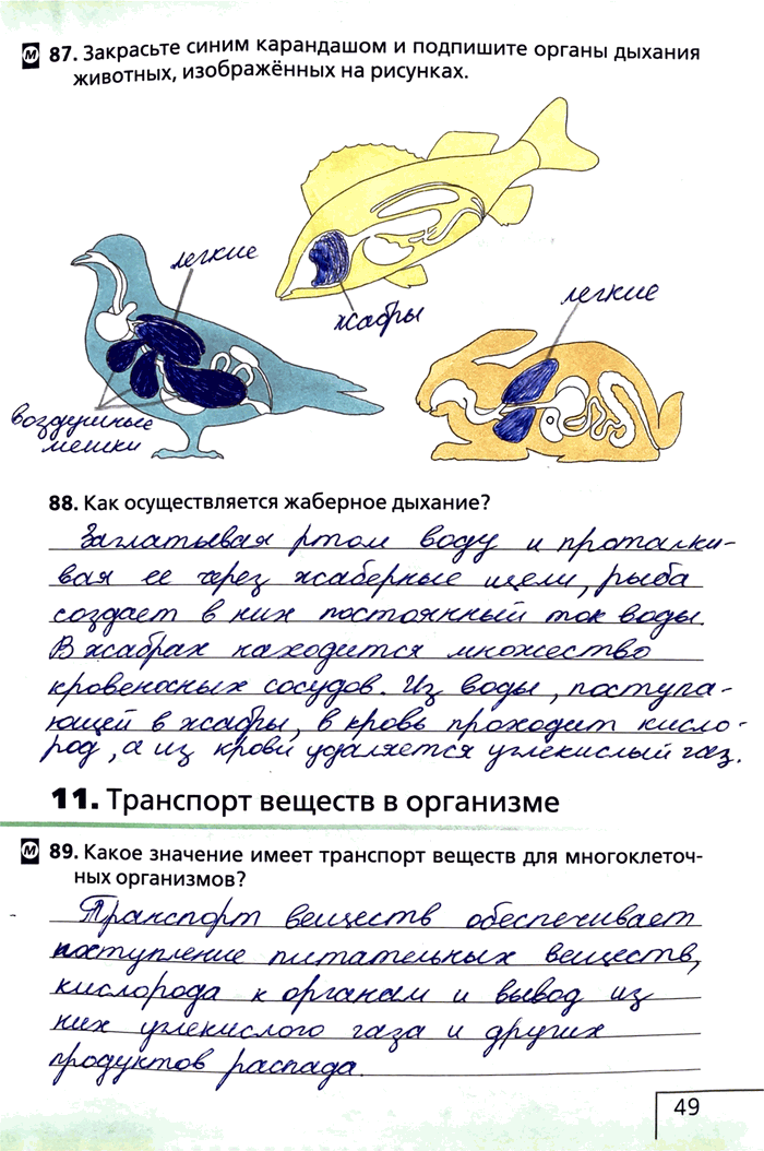 Изображение 87. Закрасьте синим карандашом и подпишите органы дыхания животных, изображённых на рисунках.88. Как осуществляется жаберное дыхание?11. Транспорт веществ в...