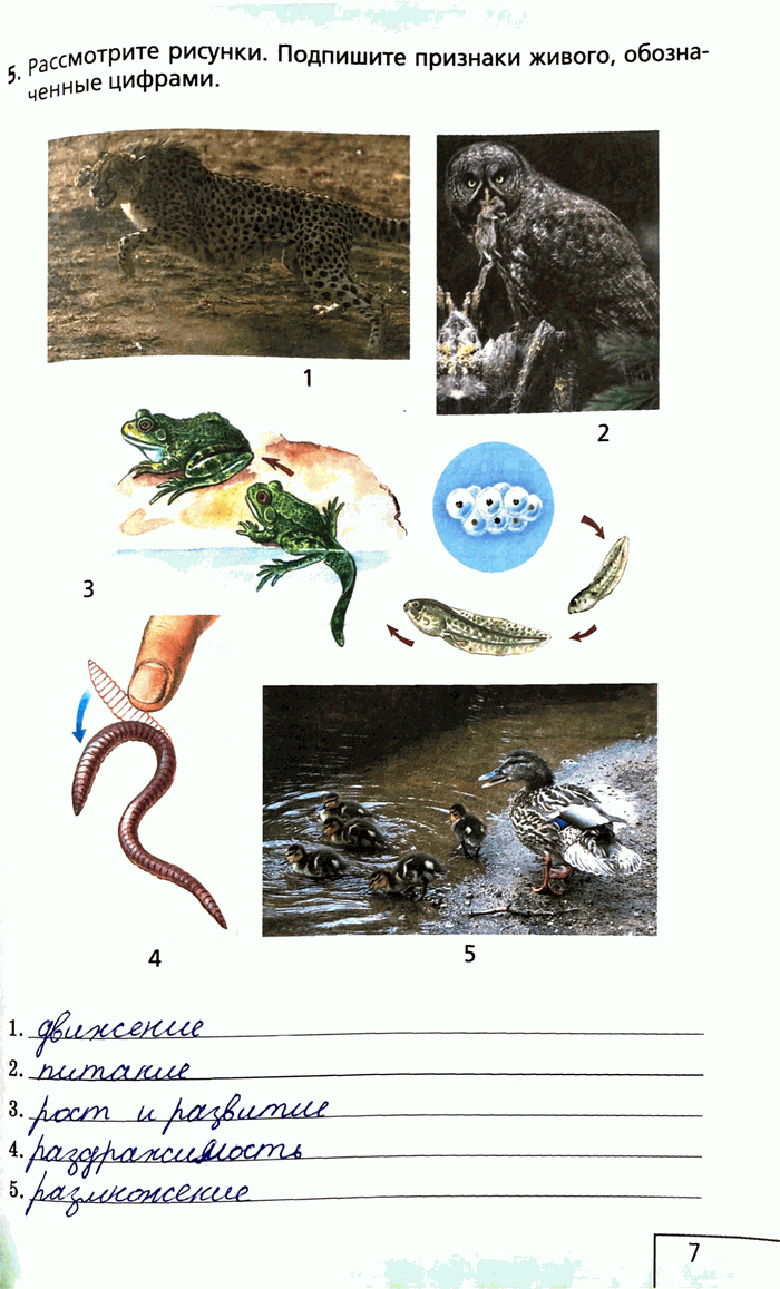 Изображение Стр.7 ГДЗ Рабочая тетрадь Сонин 6 класс