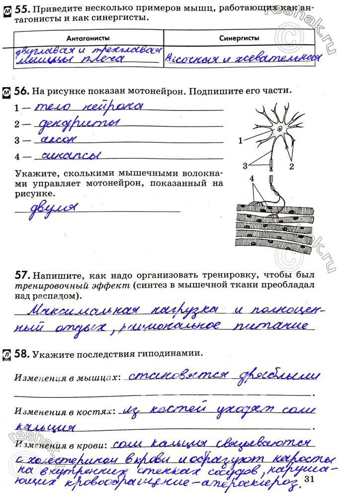 Изображение 55. Приведите несколько примеров мышц, работающих как антагонисты и как синергисты.Антагонисты	Синергисты56. Ha рисунке показан мотонейрон. Подпишите его...